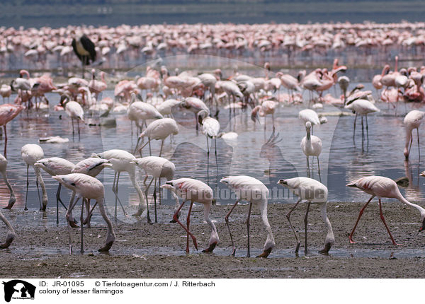 Kolonie Zwergflamingos / colonyof lesser flamingos / JR-01095